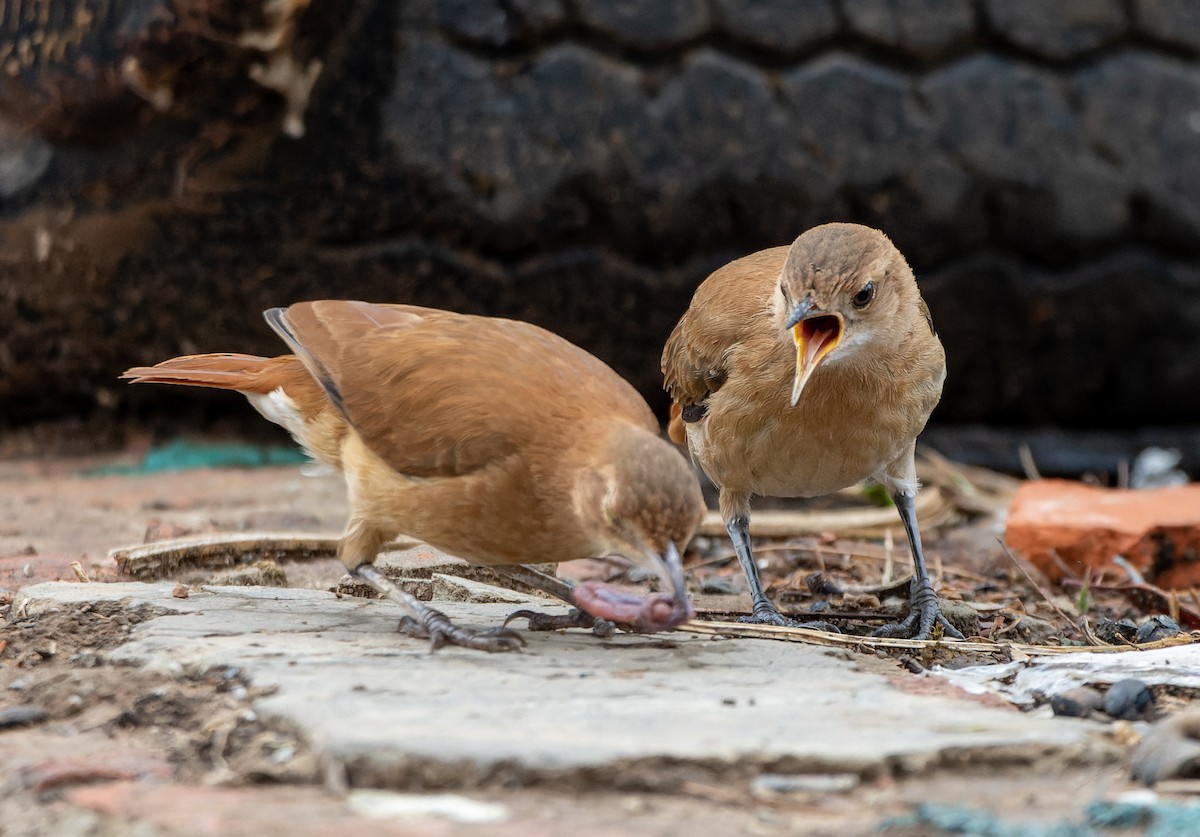 セアカカマドドリ - ML644464884