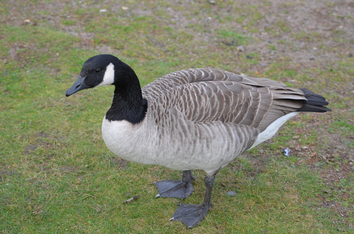 Канад галуу - ML644464896