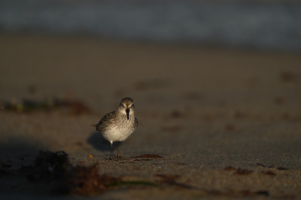 コシジロウズラシギ - ML644464897