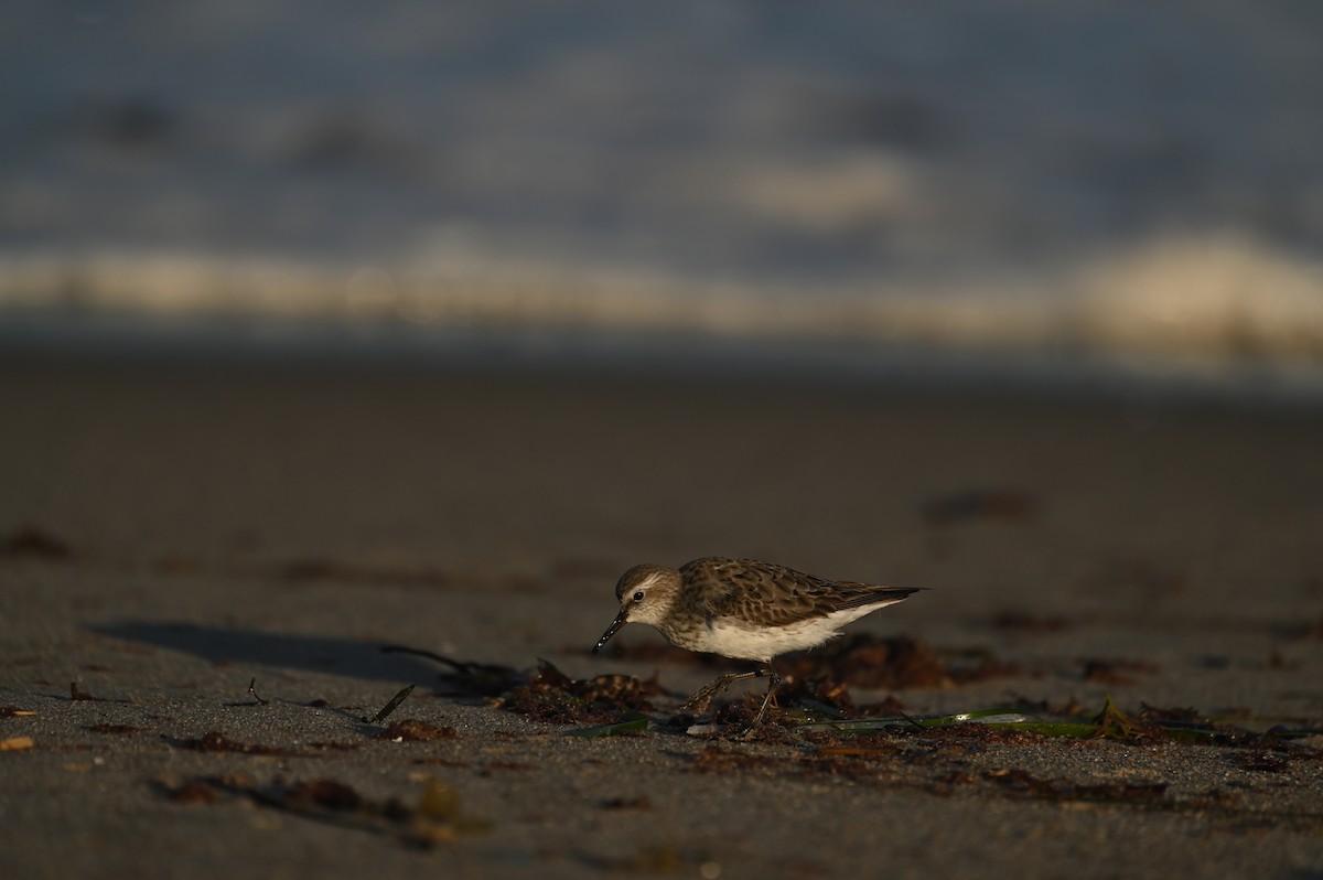 コシジロウズラシギ - ML644464902