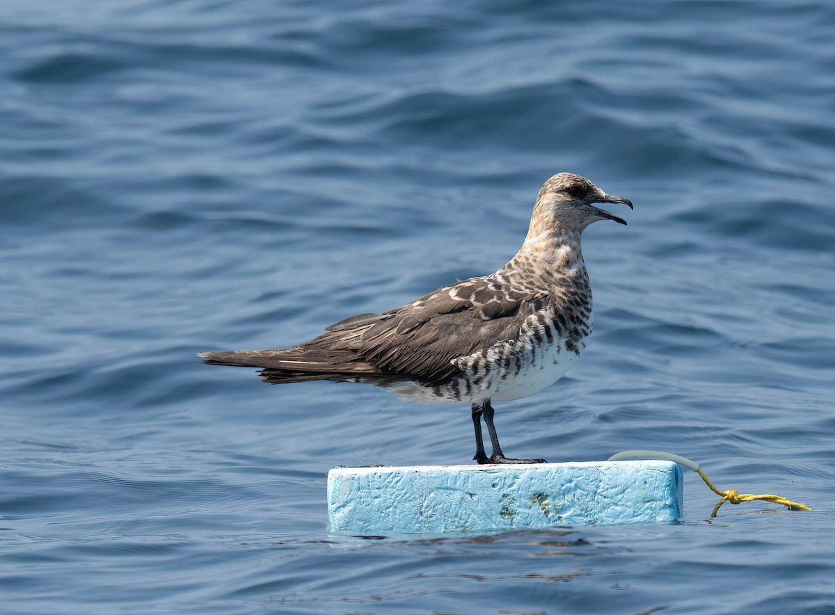 Годон хайлгана - ML644464904