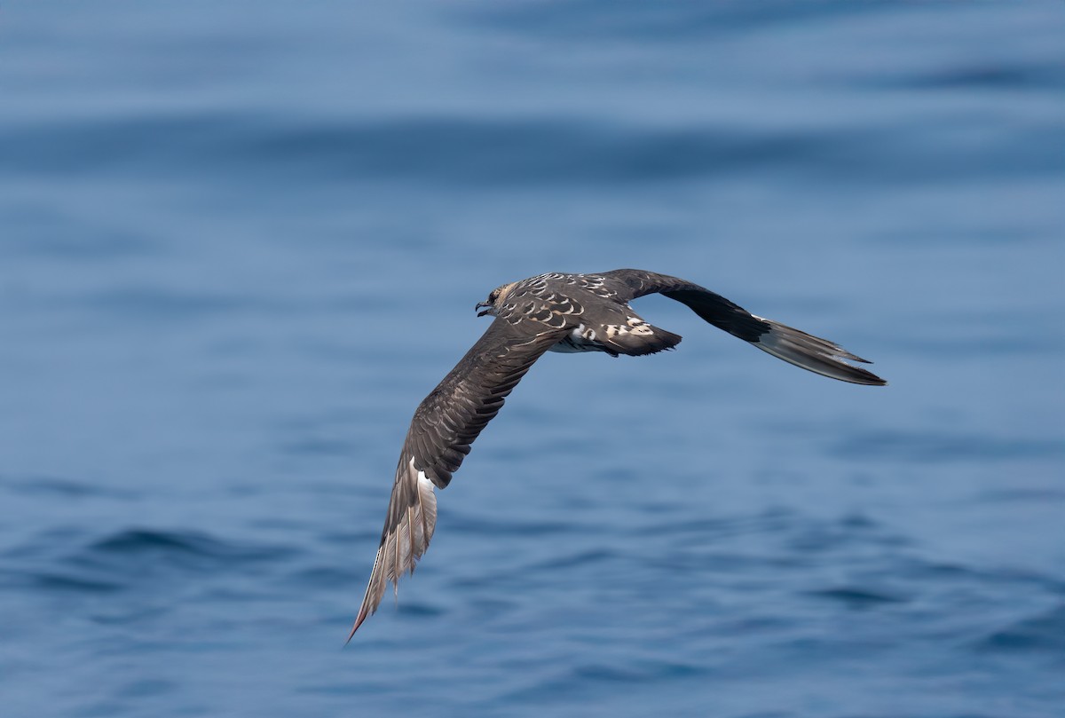 Годон хайлгана - ML644464905