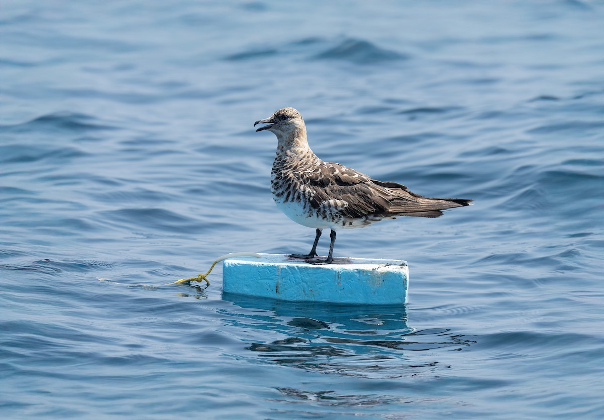 Годон хайлгана - ML644464907