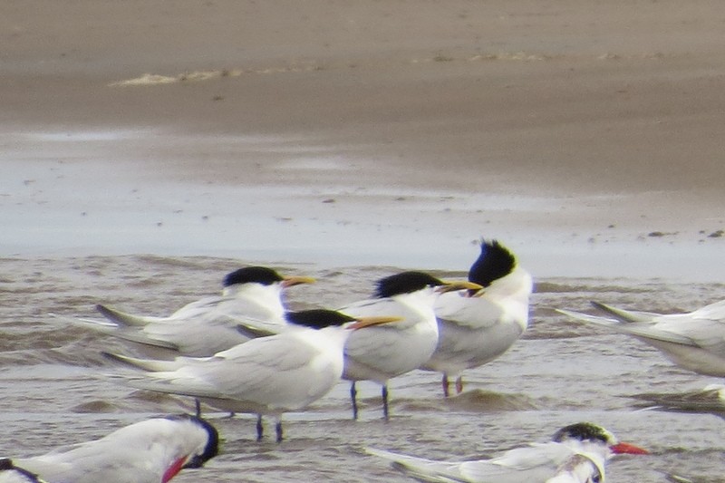 Sandwich Tern - ML644464912