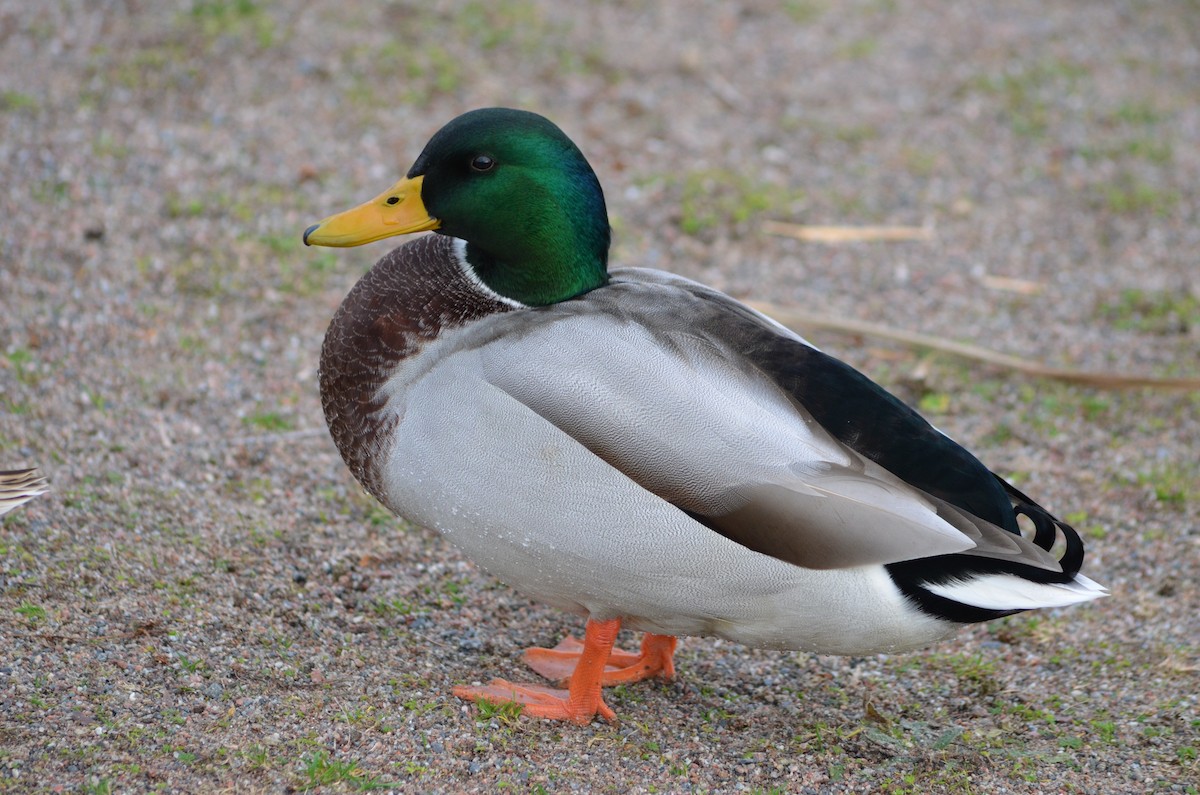 Зэрлэг нугас - ML644464914