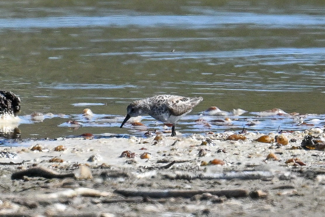 アメリカヒバリシギ - ML644464921