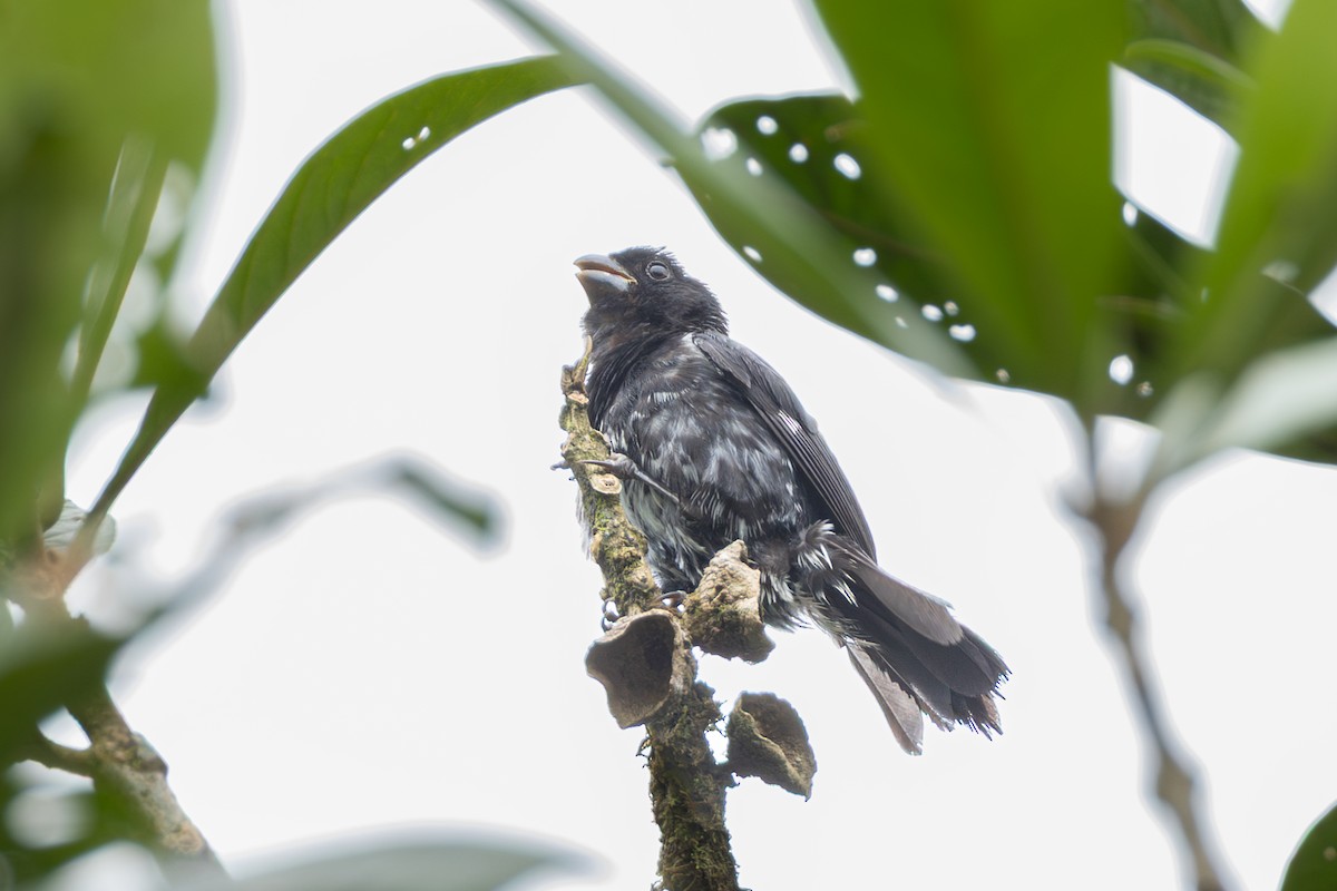 Чёрный просяночник - ML644464924