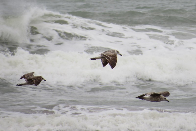 Kelp Gull - ML644464927