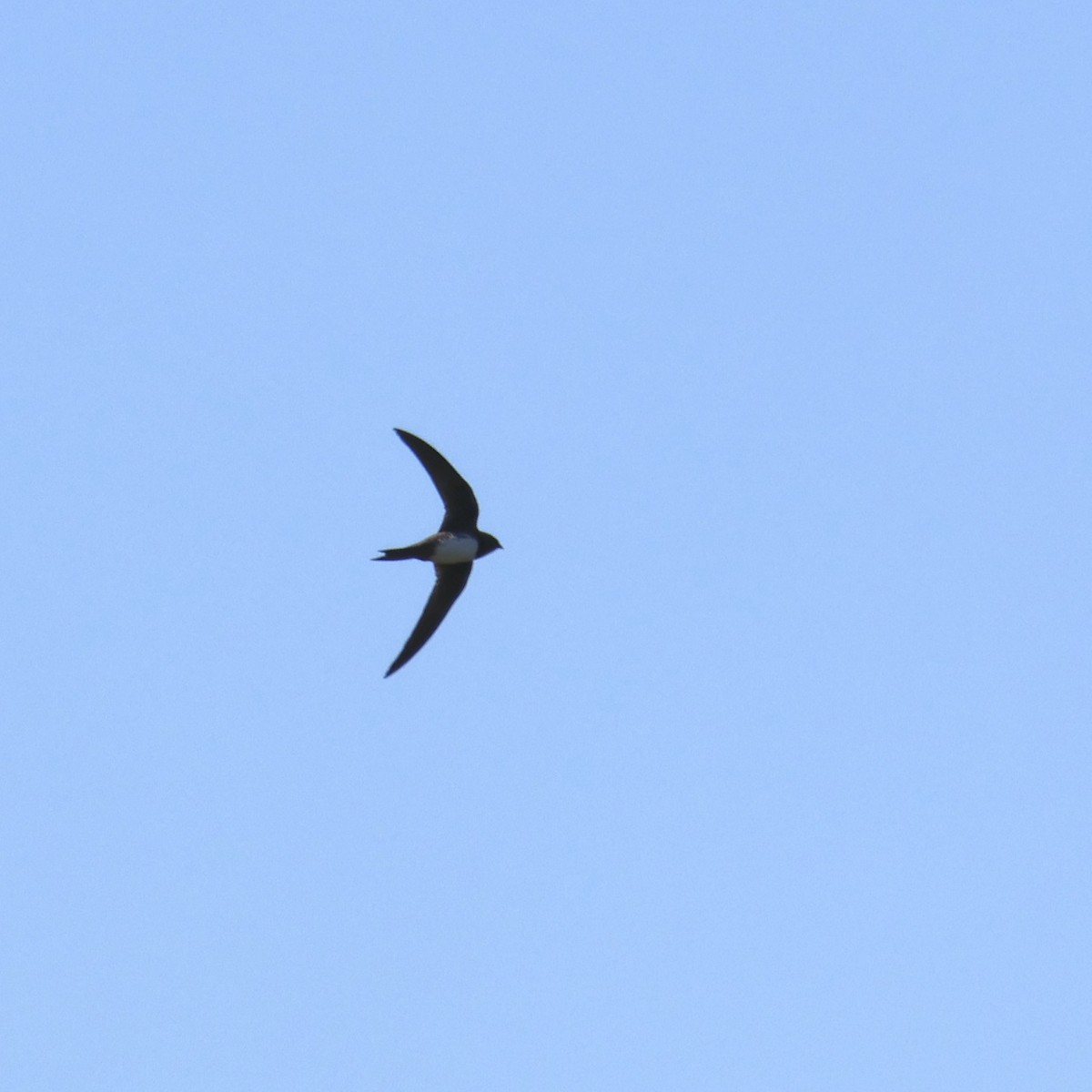 Alpine Swift - ML644464928