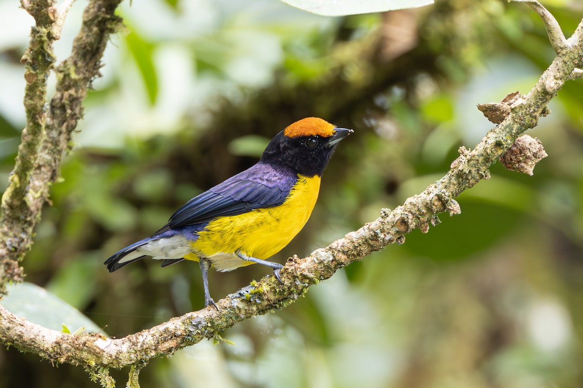 Tawny-capped Euphonia - ML644464937