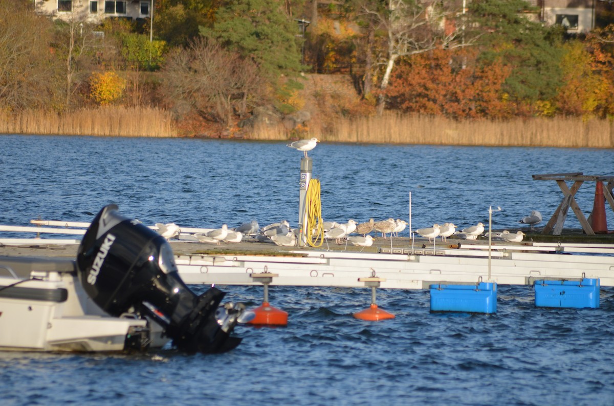 Мөнгөлөг цахлай - ML644464938