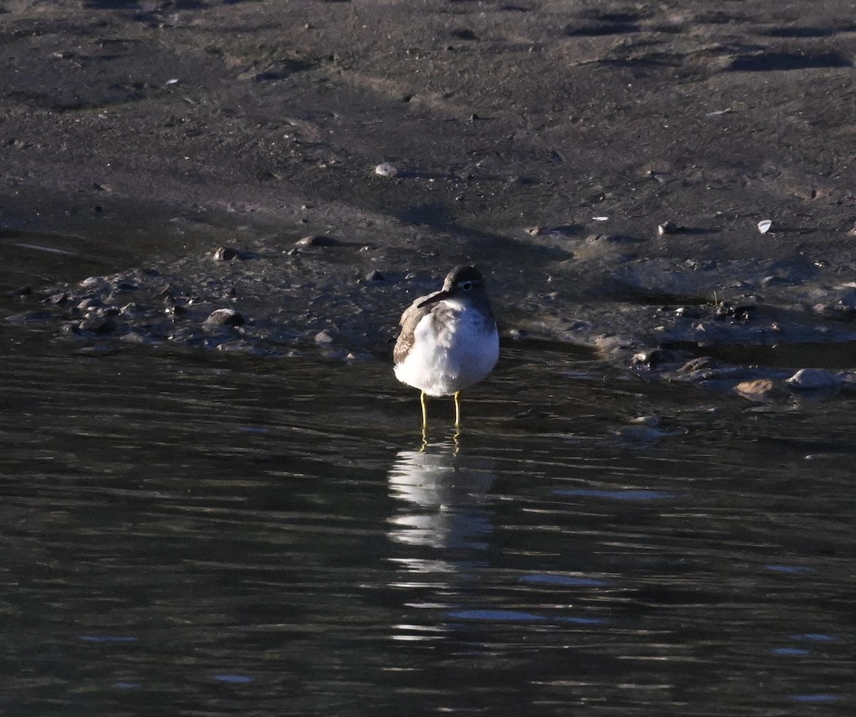 flekksnipe - ML644464940