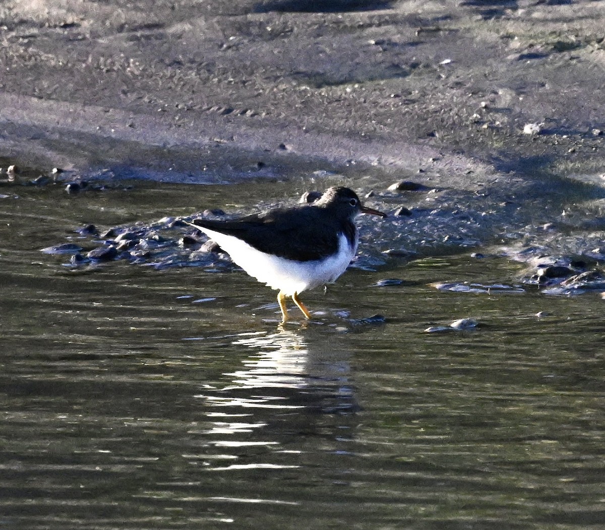 flekksnipe - ML644464941