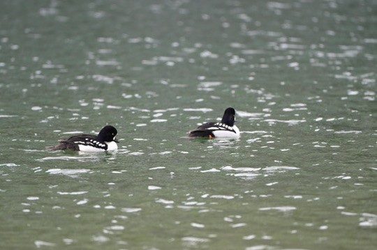 Barrow's Goldeneye - ML644464943