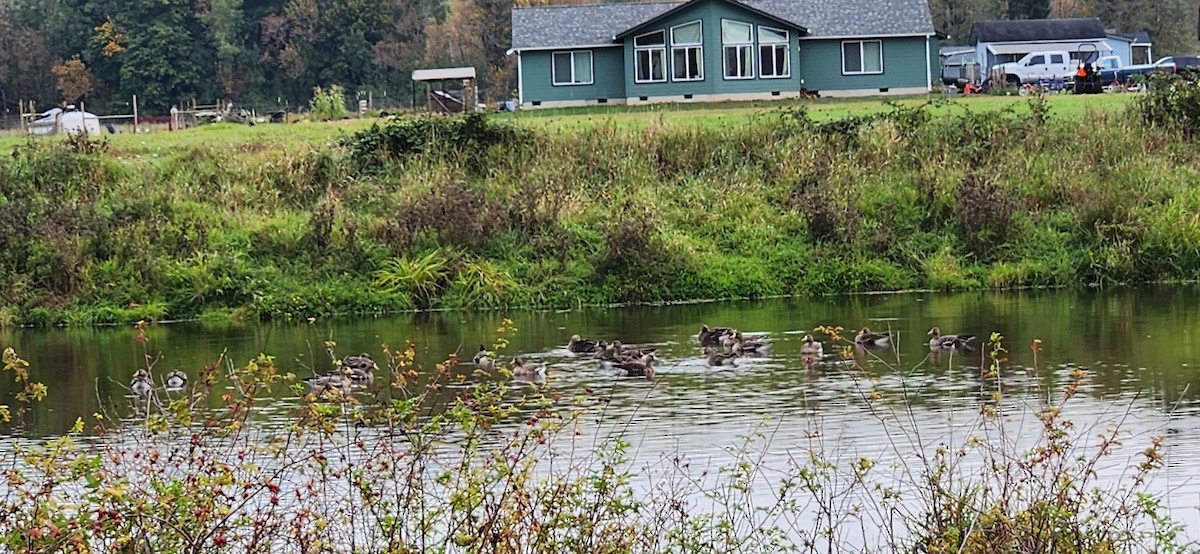 Antzara muturzuria - ML644464944