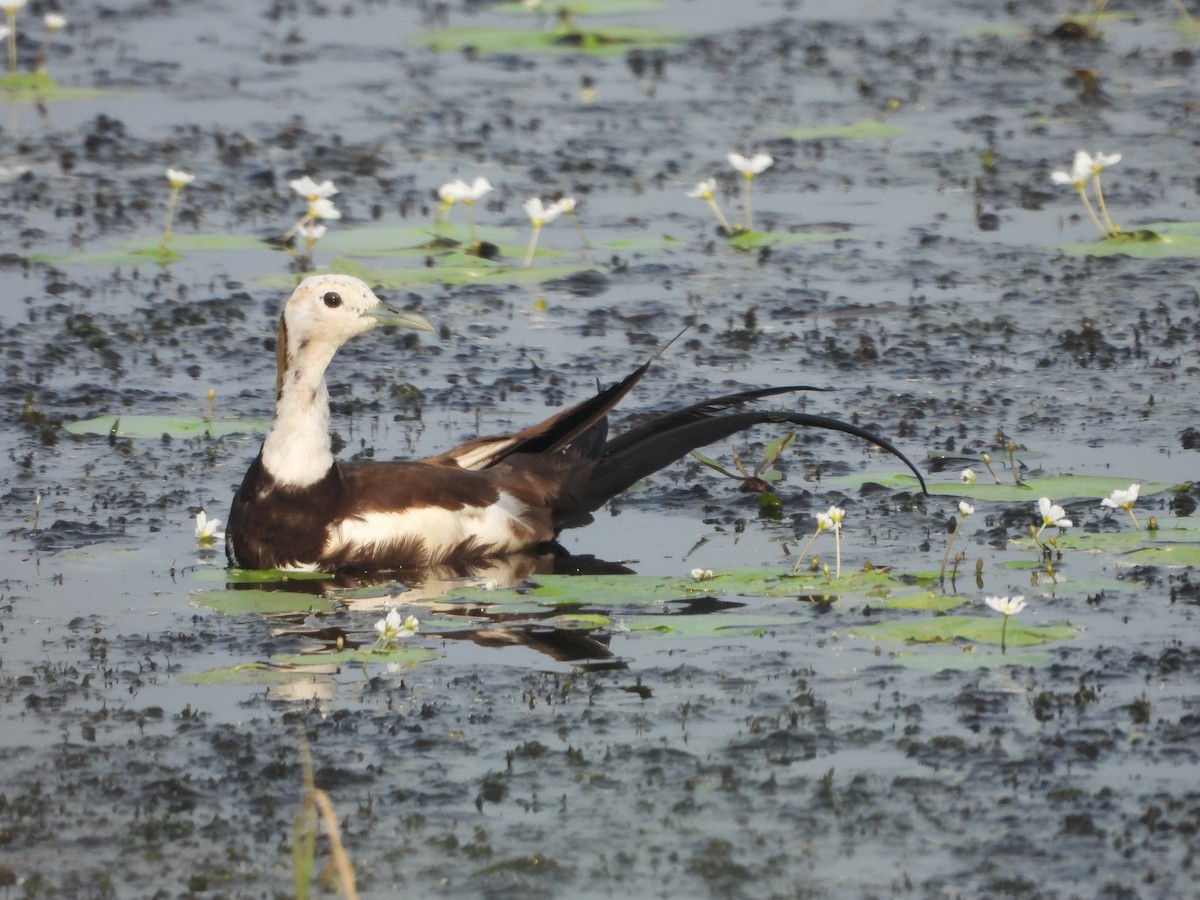 Фазанохвостая якана - ML644464950