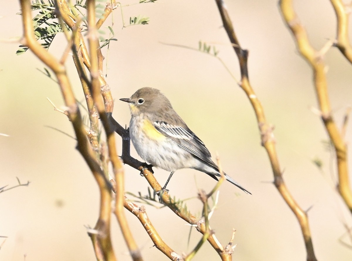 myrteparula - ML644464957