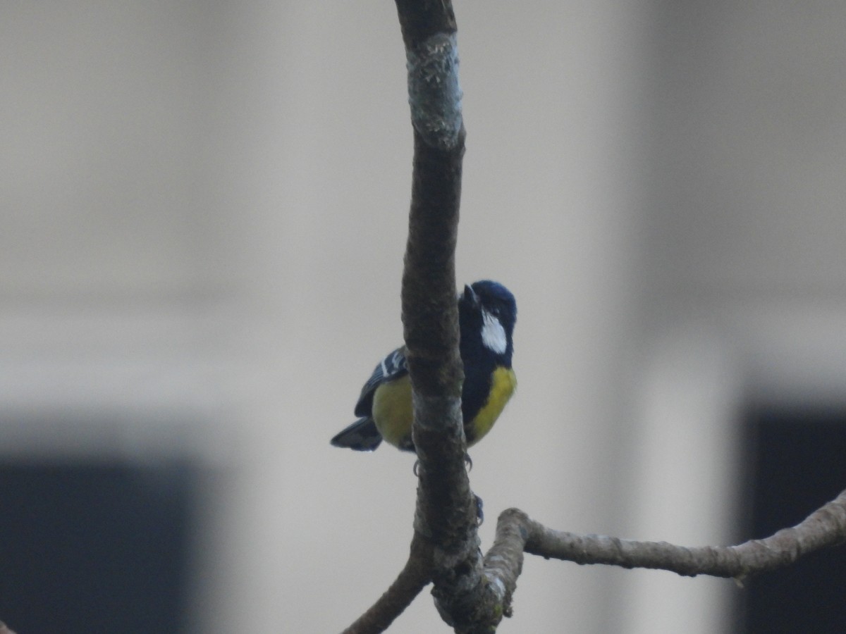 Mésange montagnarde - ML644464960