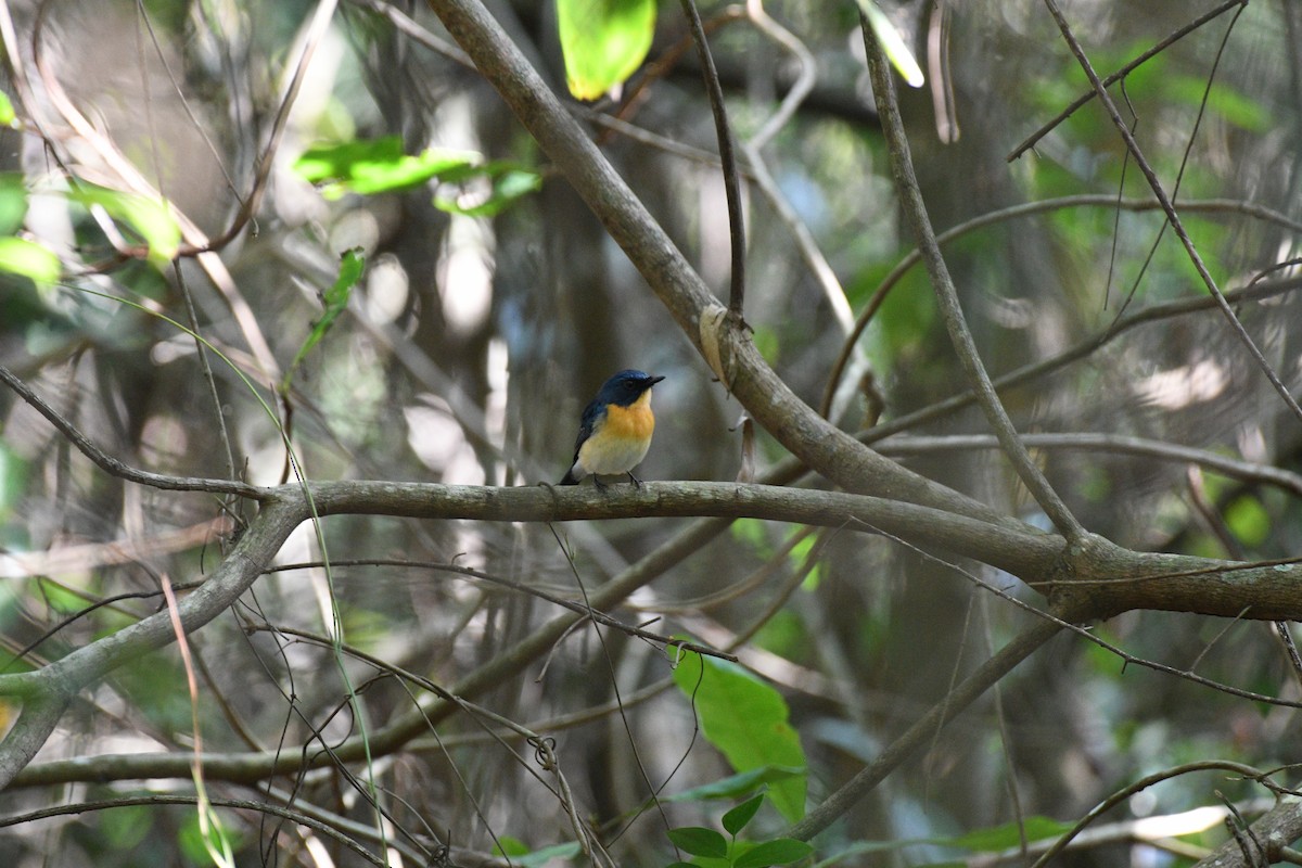 Tickell's Blue Flycatcher - ML644464962