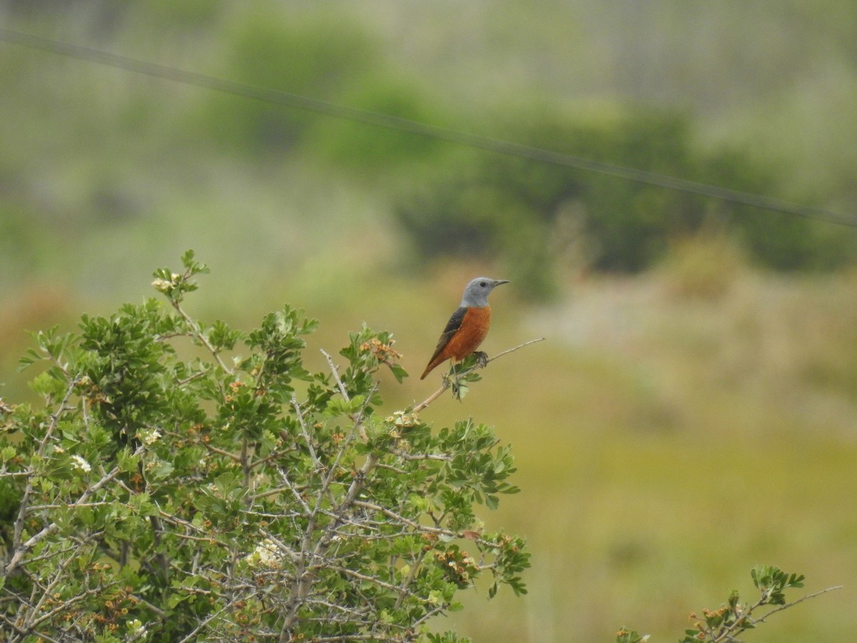 Хадны жижир - ML644464966