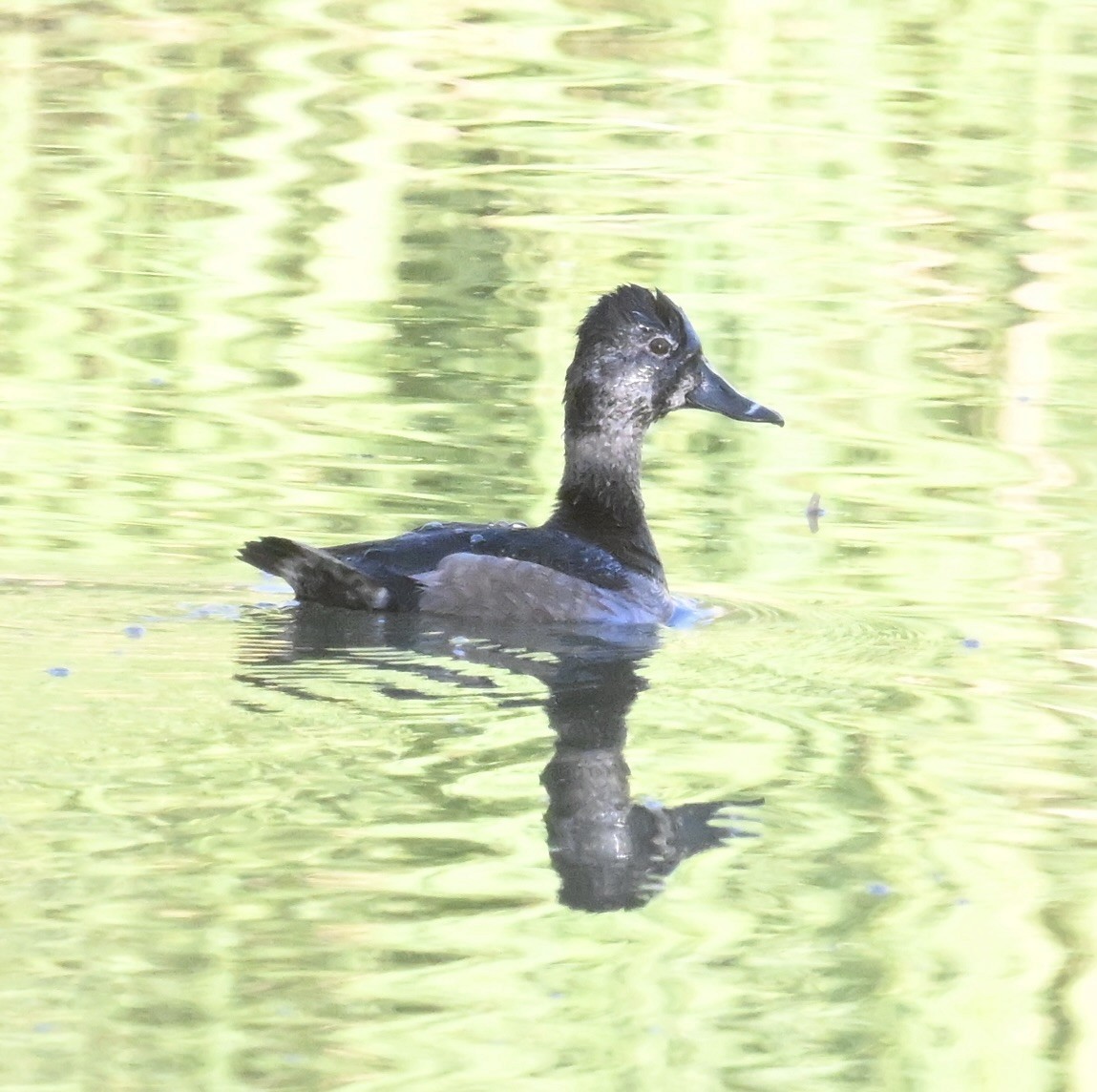 ringand - ML644464974