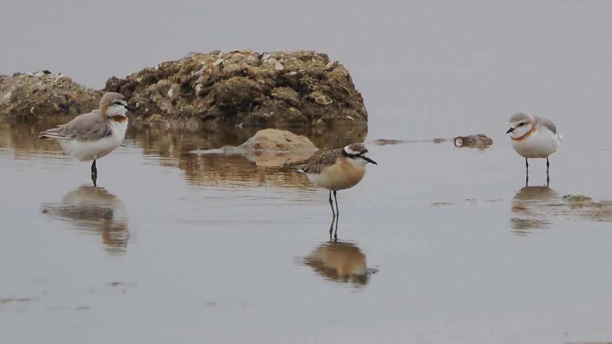 Chorlitejo Pecuario - ML644464985
