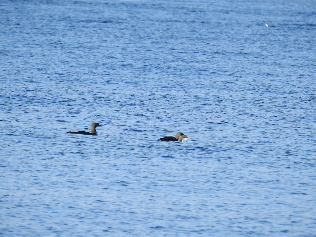Pacific Loon - ML644464986