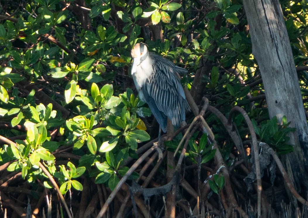 Yellow-crowned Night Heron - ML644464987
