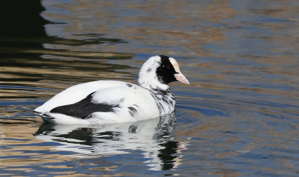 Eurasian Coot - ML644464988