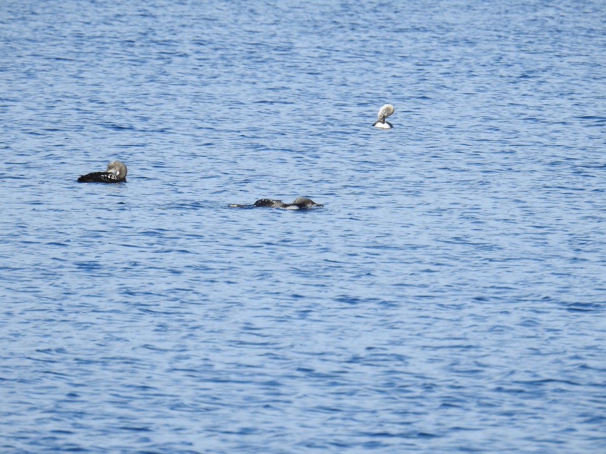 Pacific Loon - ML644464989