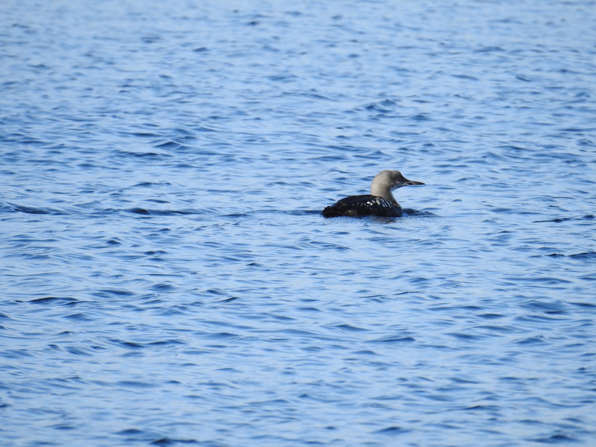 Pacific Loon - ML644464990