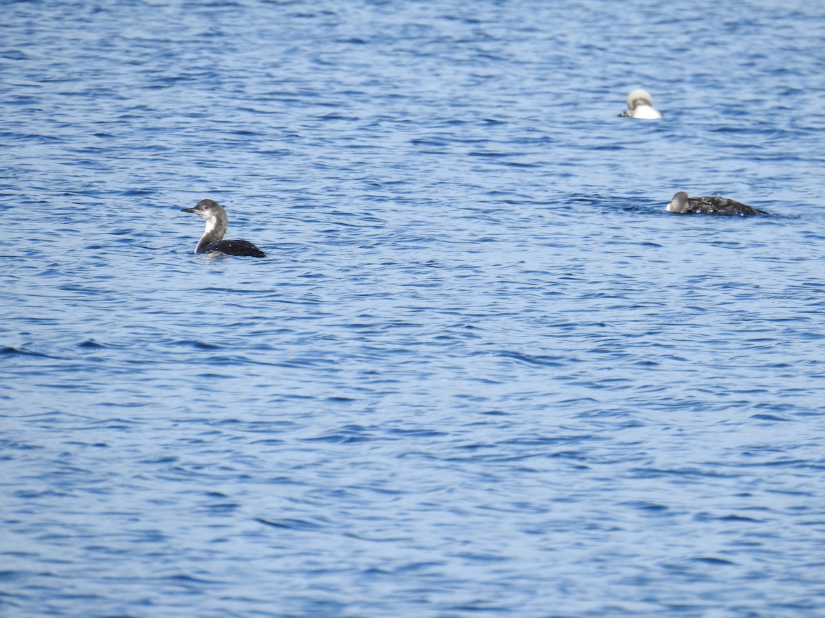 Pacific Loon - ML644464991
