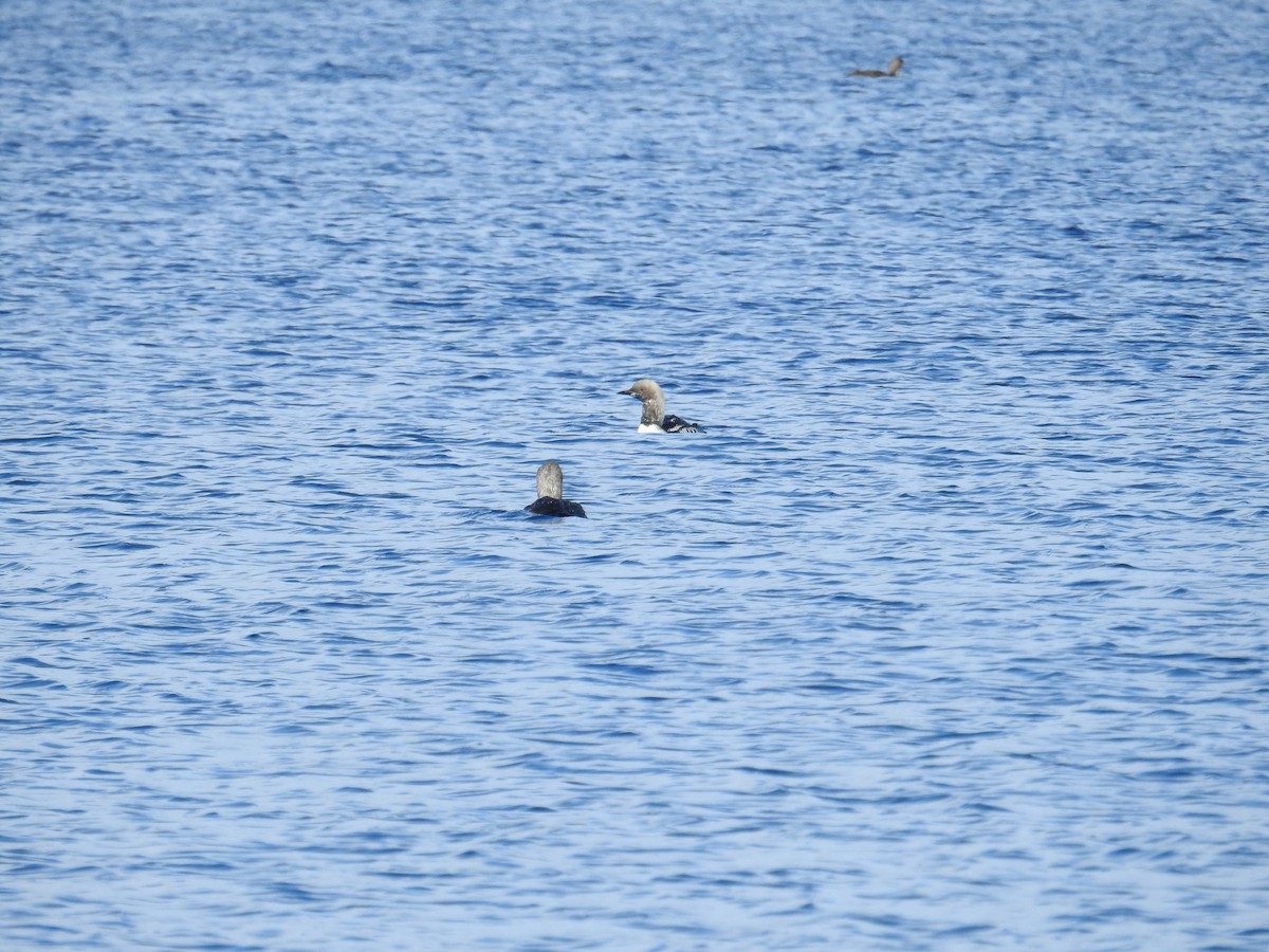 Pacific Loon - ML644464992
