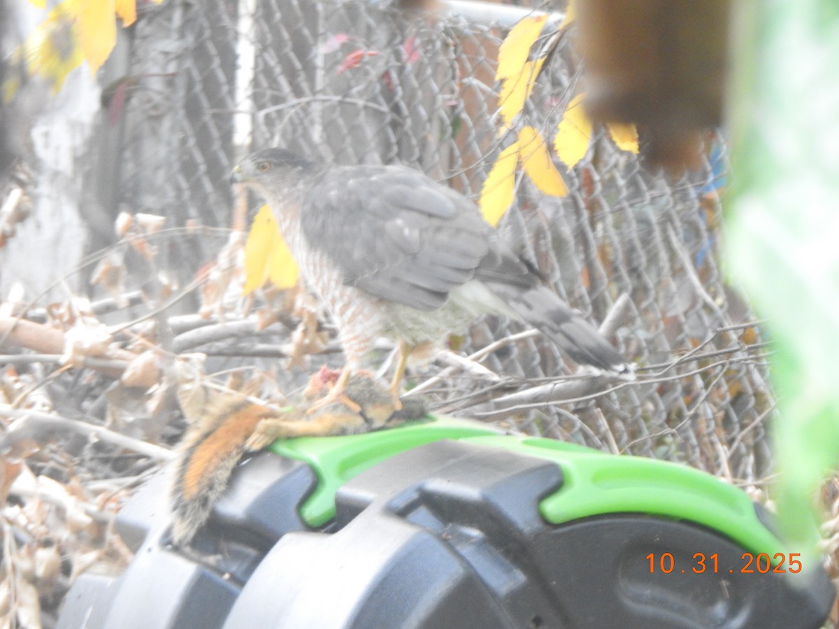 Cooper's Hawk - ML644464994