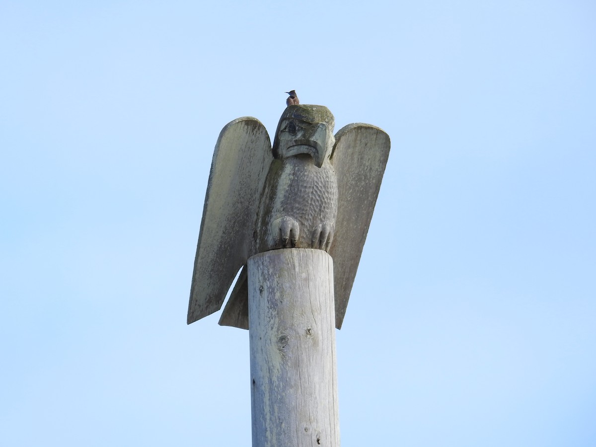 datel zlatý - ML644464997