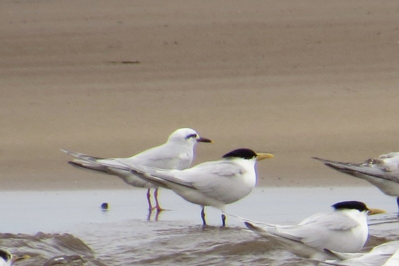 Snowy-crowned Tern - ML644465001