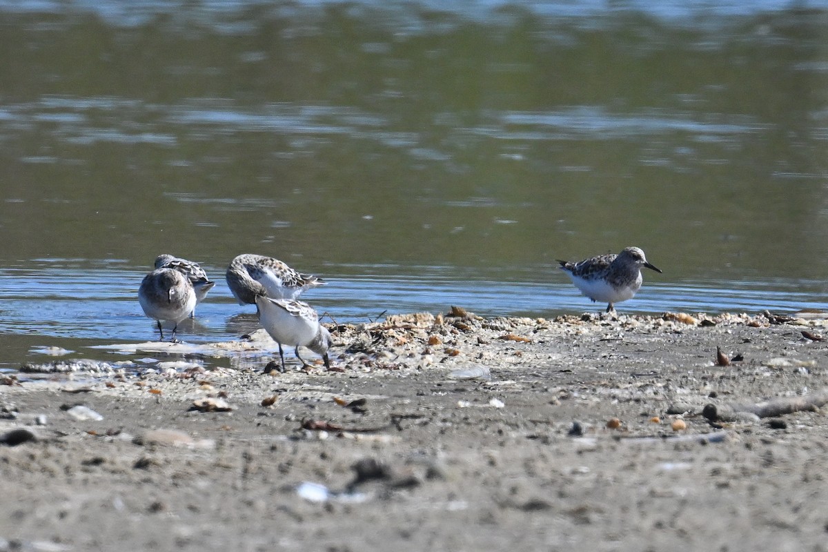 Гурвалж элсэг - ML644465002