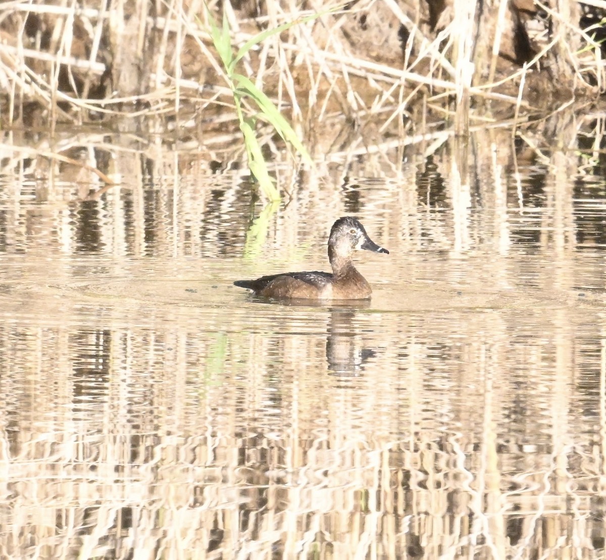 ringand - ML644465003