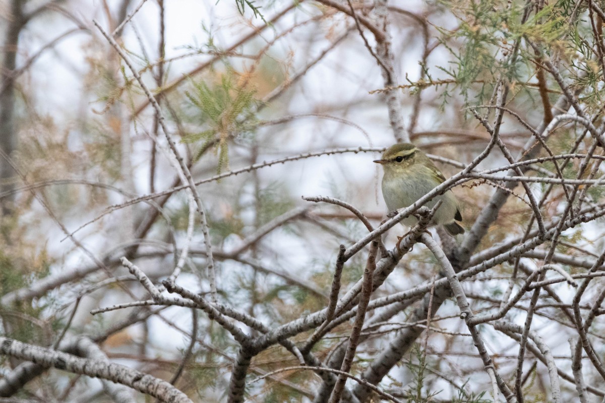 Yellow-browed Warbler - ML644465013