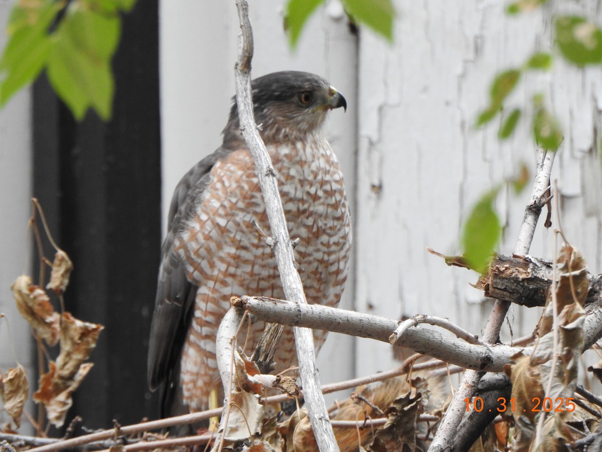 Cooper's Hawk - ML644465017