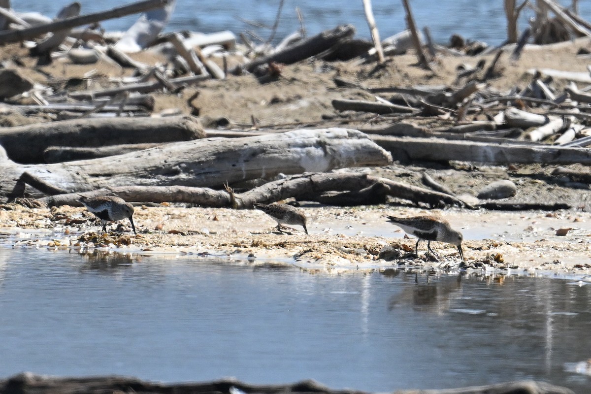 jespák obecný - ML644465018