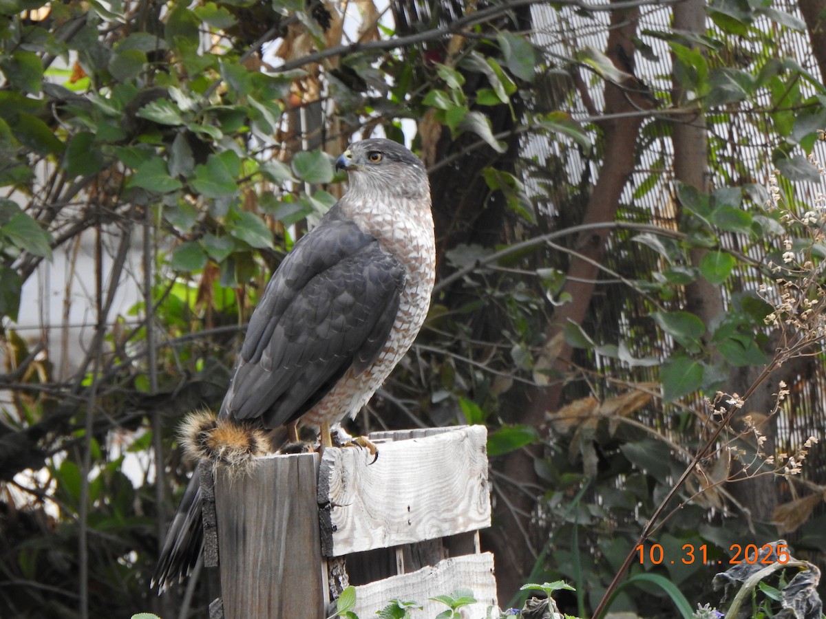Cooper's Hawk - ML644465022