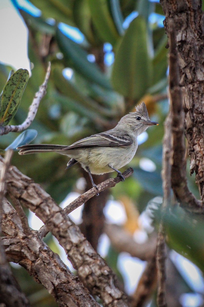 エボシキクタイランチョウ - ML644465032