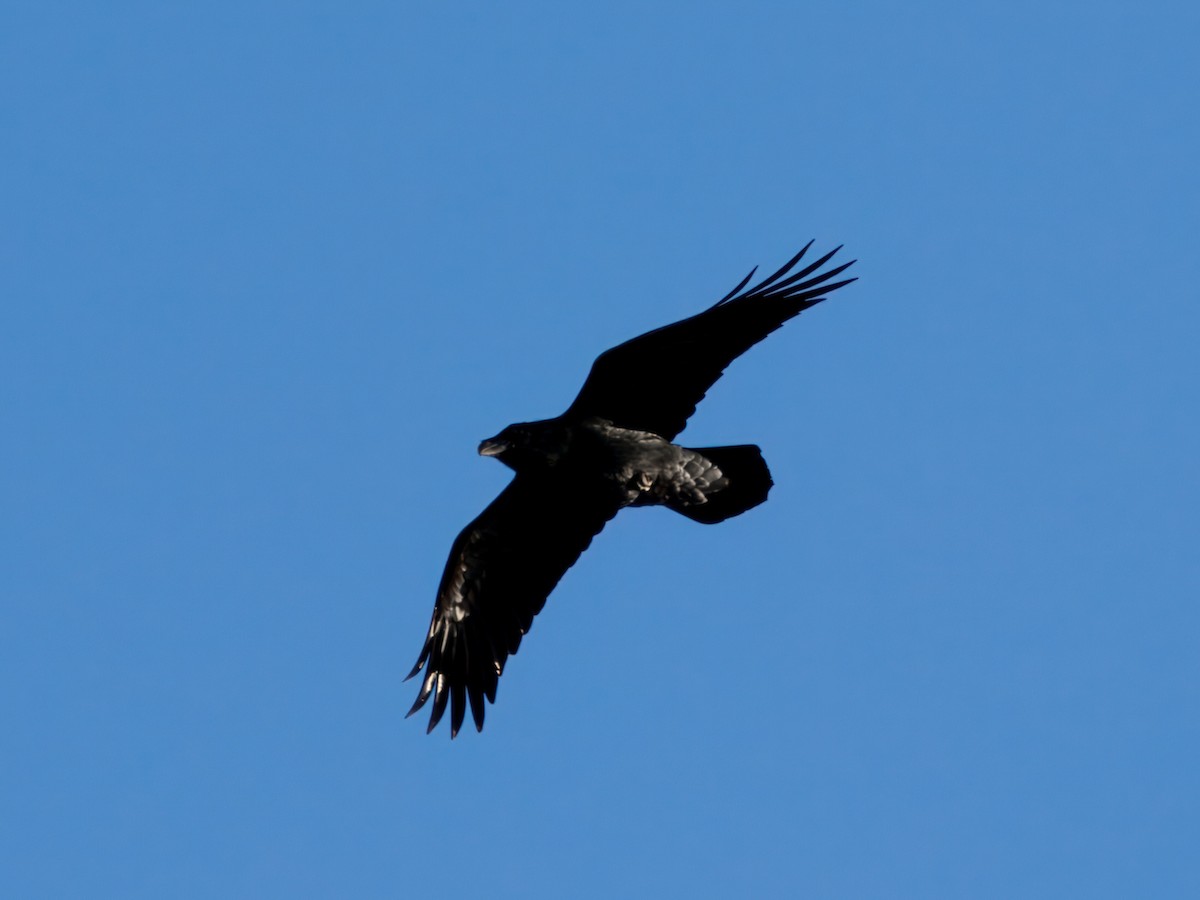 Common Raven - ML644465035