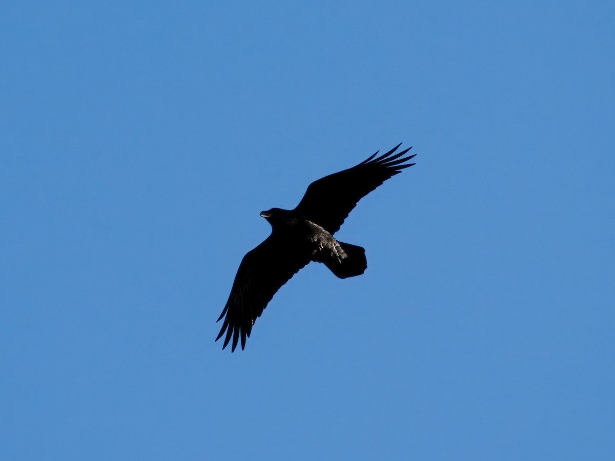Common Raven - ML644465036