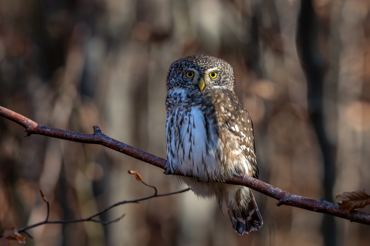 Eurasian Pygmy-Owl - ML644465037