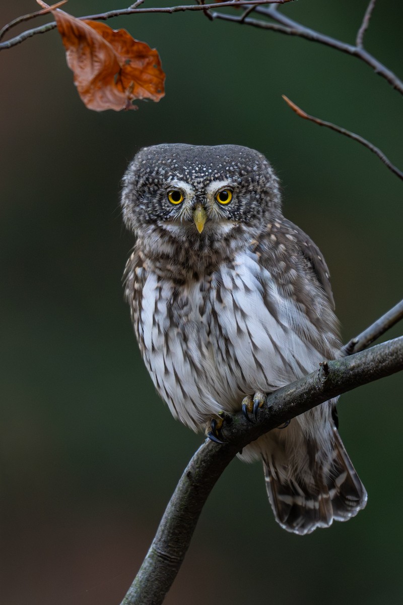 Eurasian Pygmy-Owl - ML644465038