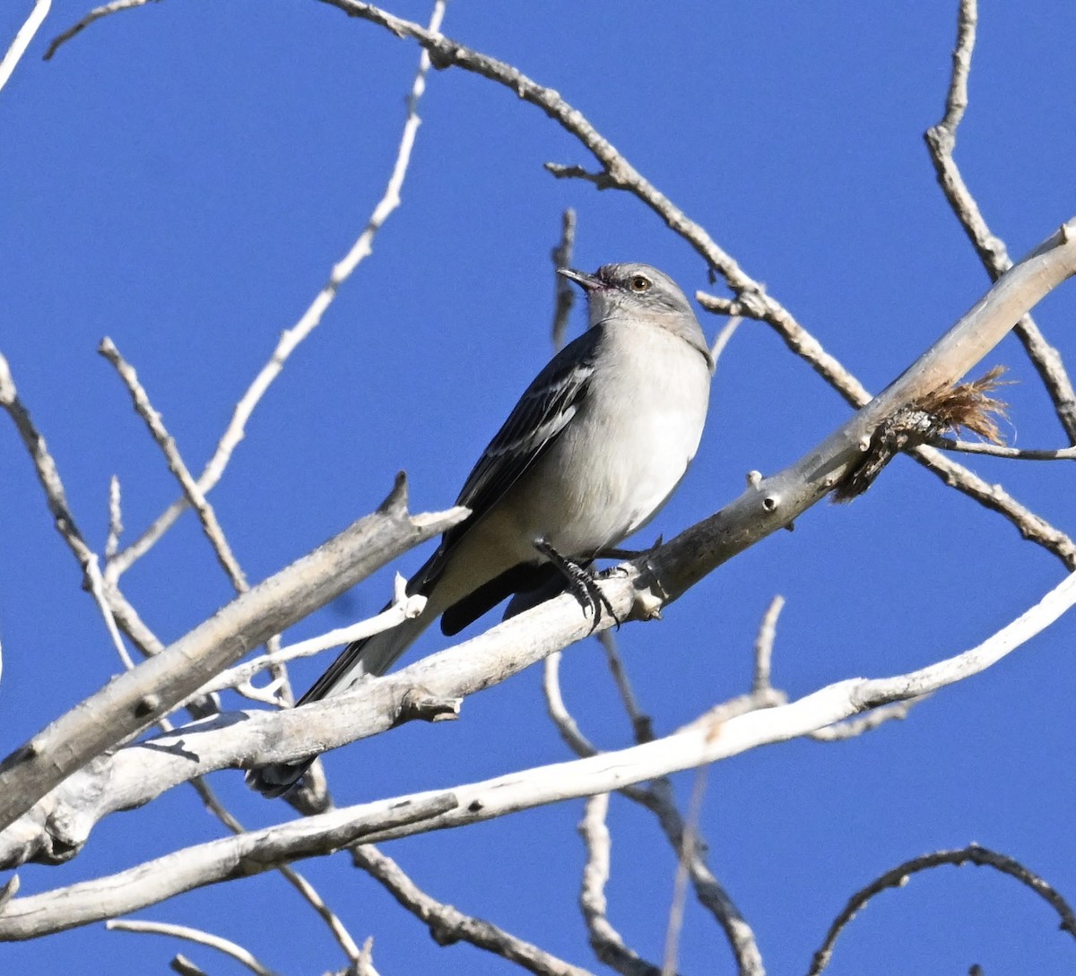 sangspottefugl - ML644465040