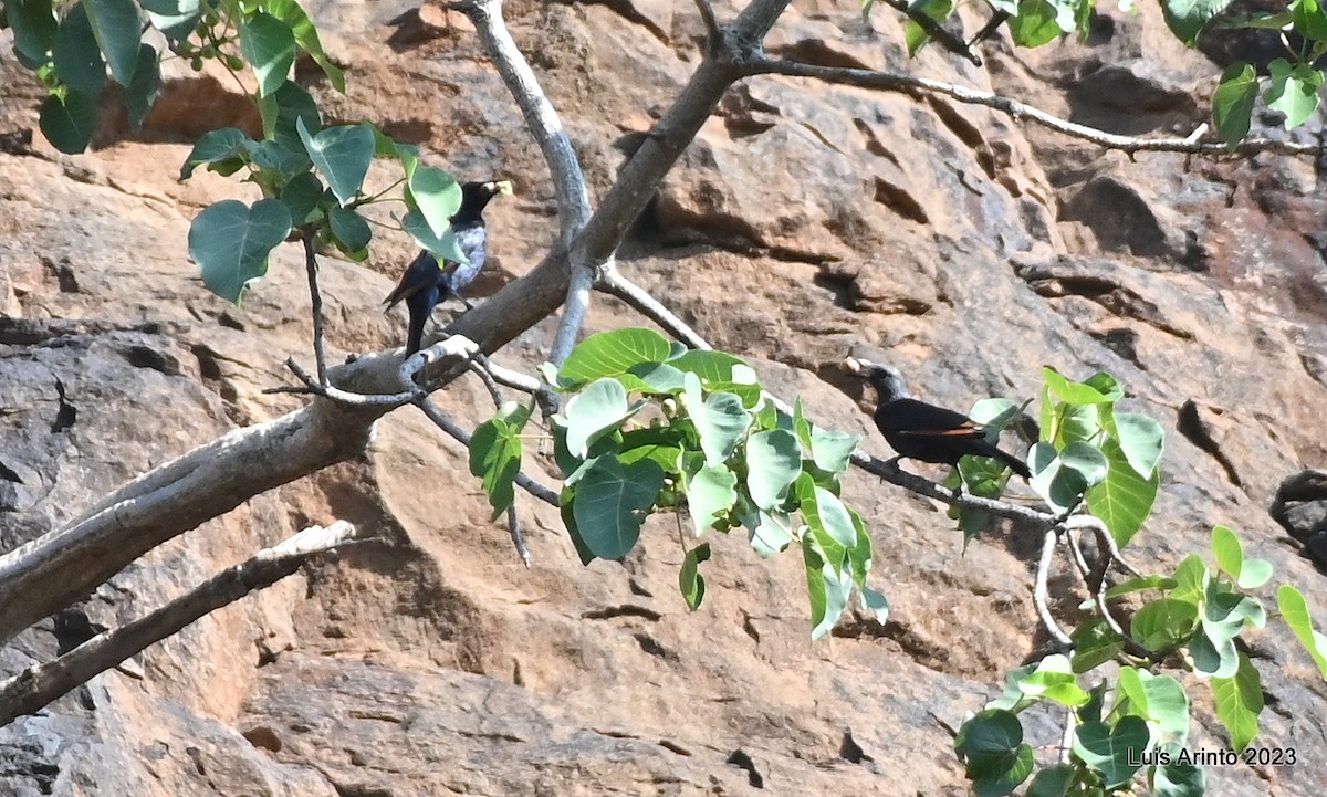 Red-winged Starling - ML644465041