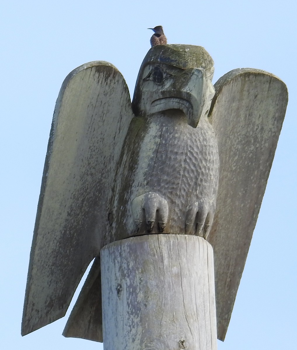 datel zlatý - ML644465044